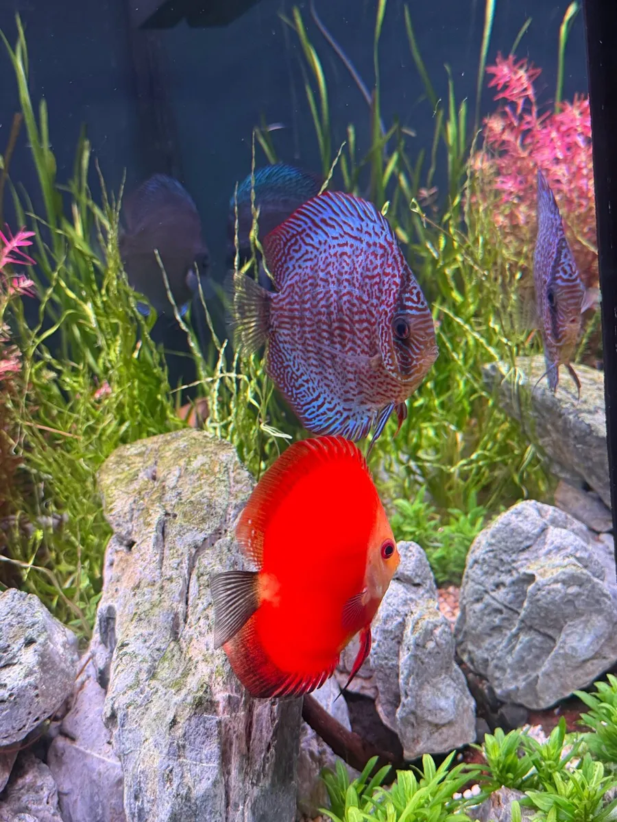 Discus fish - Image 1