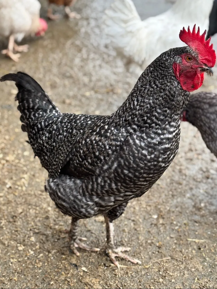 Young roosters from home flock 🐓 - Image 3