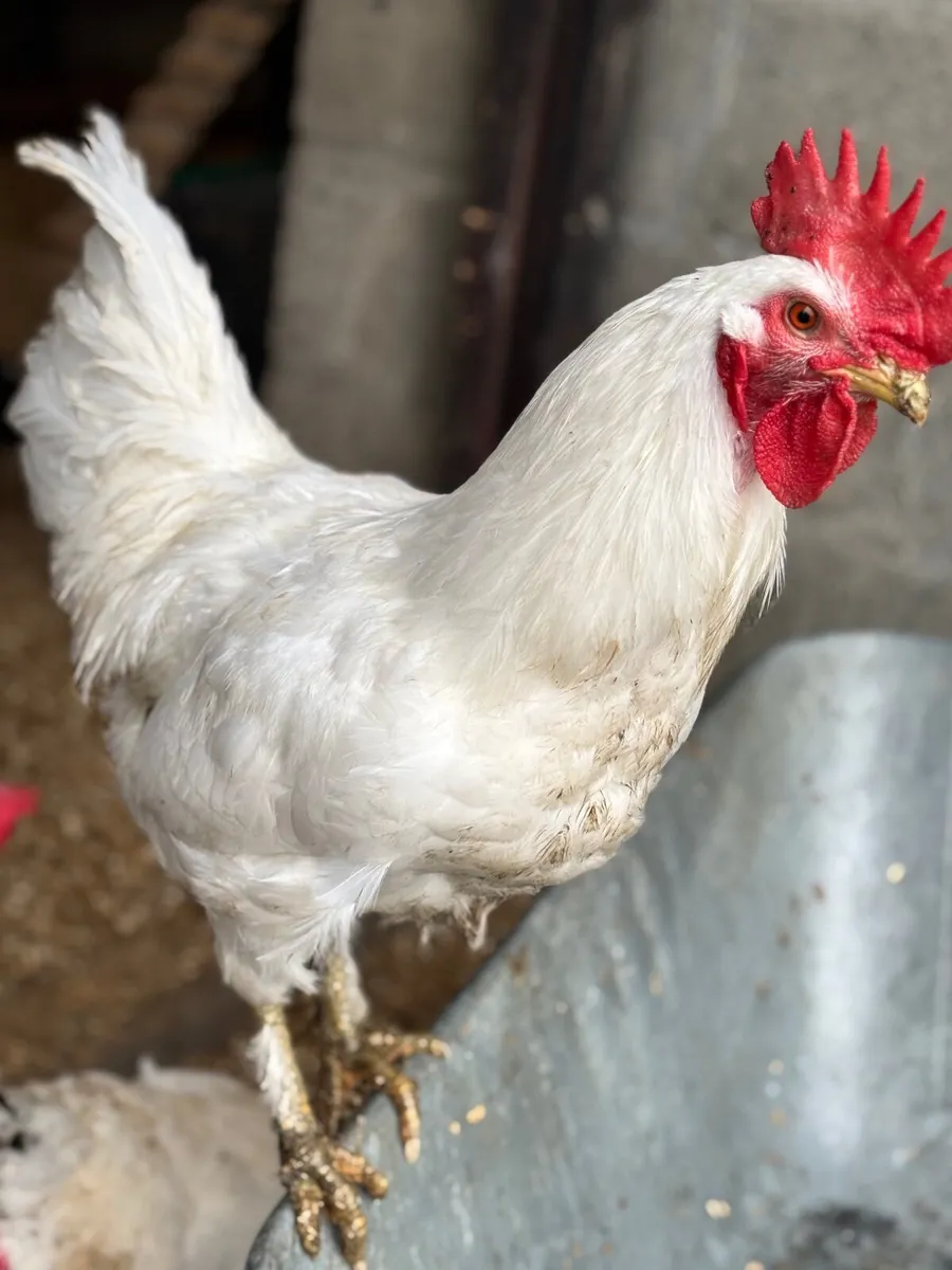 Young roosters from home flock 🐓 - Image 1