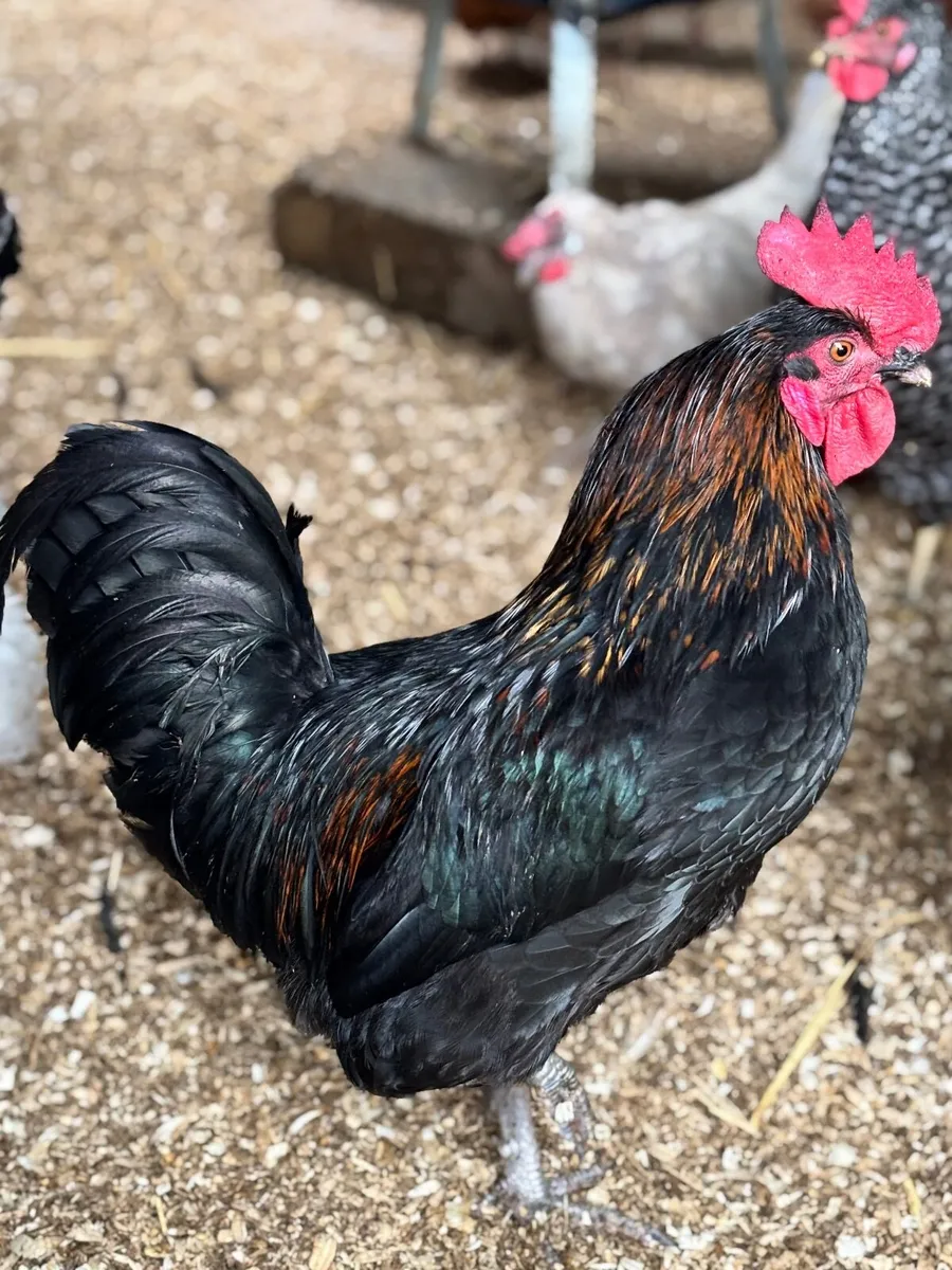 Young roosters from home flock 🐓 - Image 4