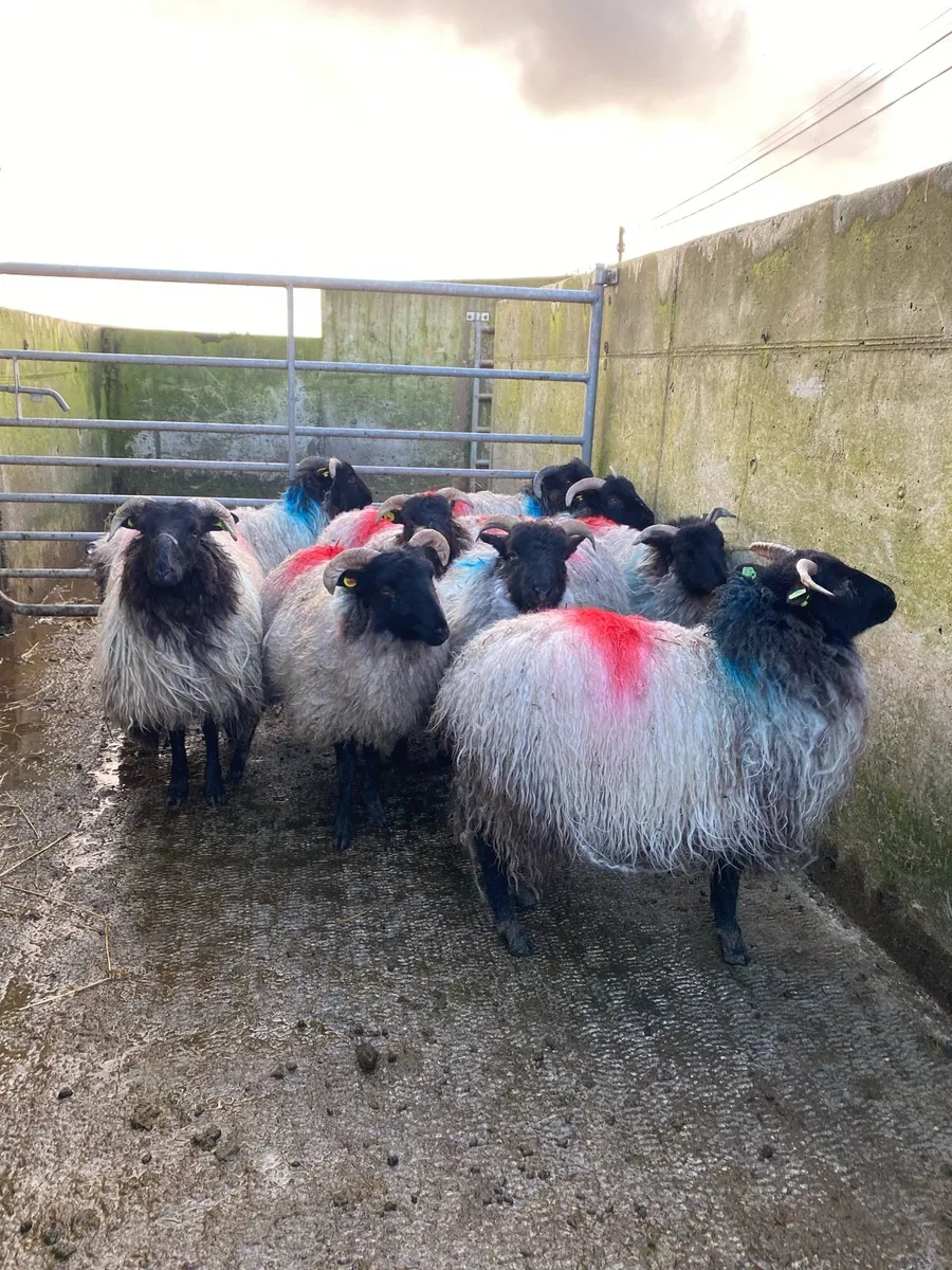 ⭐️10 super horned ewe lambs⭐️ - Image 1