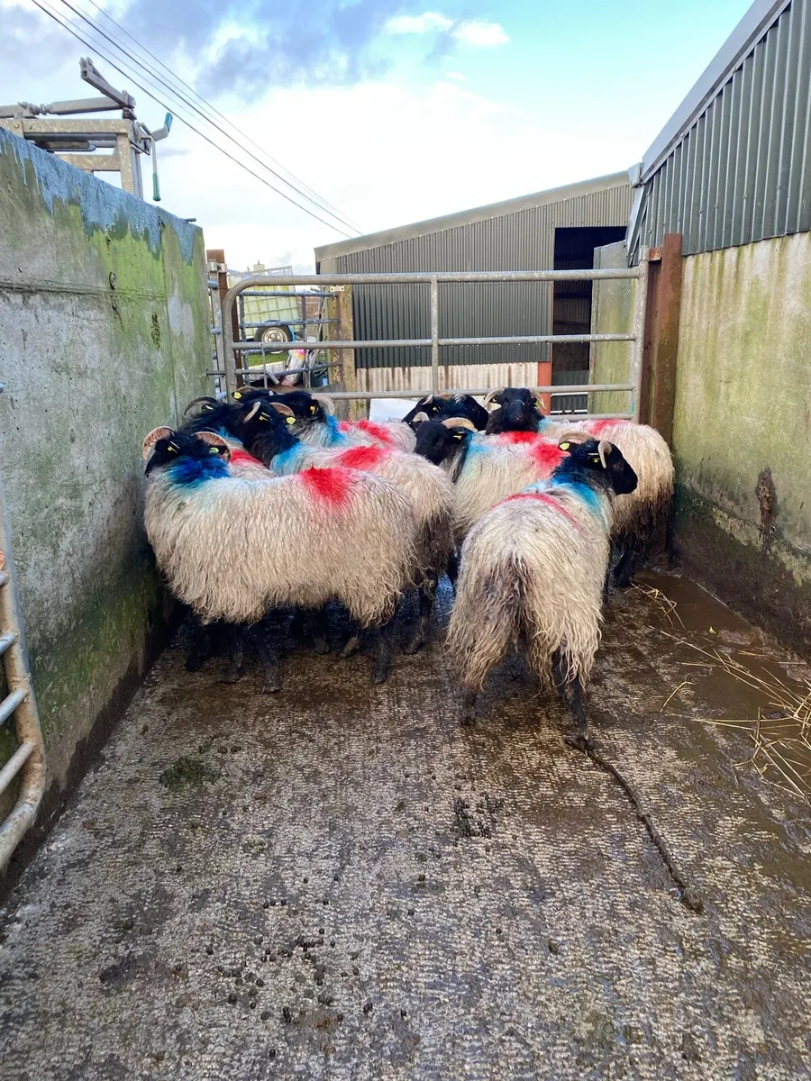 ⭐️10 super horned ewe lambs⭐️ - Image 3