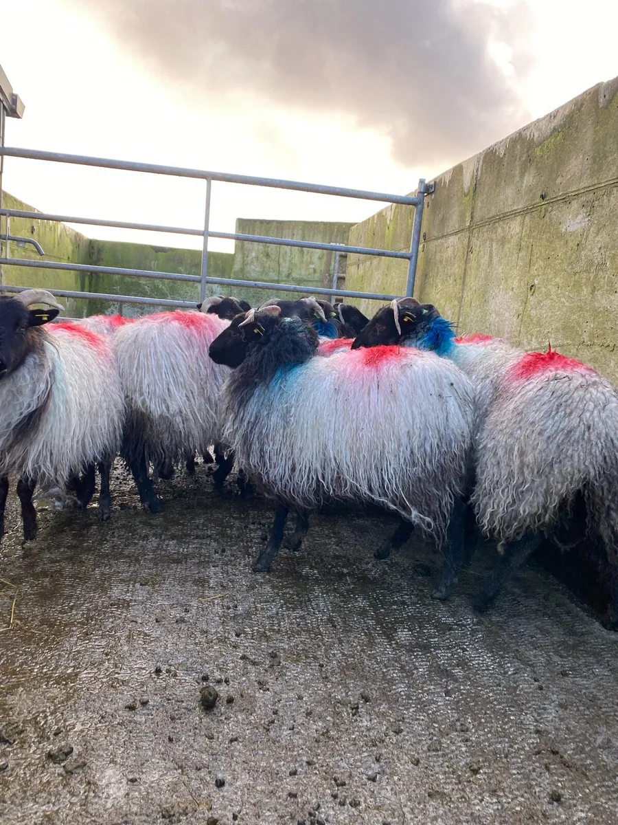 ⭐️10 super horned ewe lambs⭐️ - Image 4