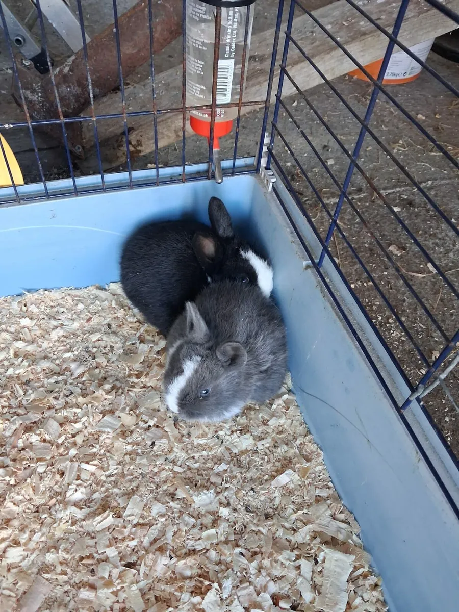 Pet rabbits for sale - Image 1