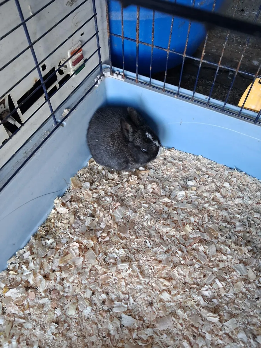 Pet rabbits for sale - Image 2