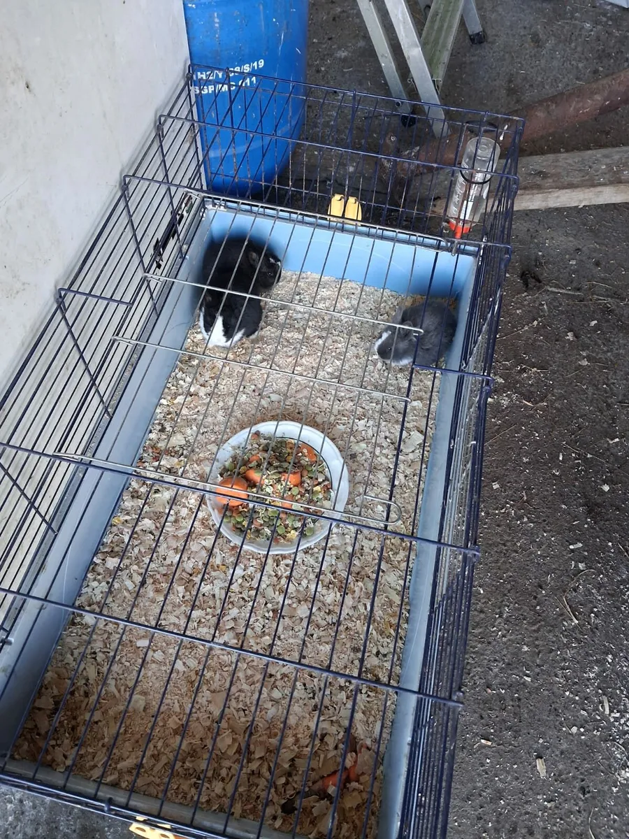 Pet rabbits for sale - Image 3