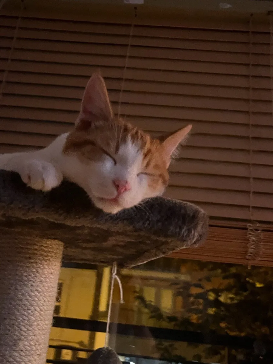 Rehoming Orange Male Cat - Image 3