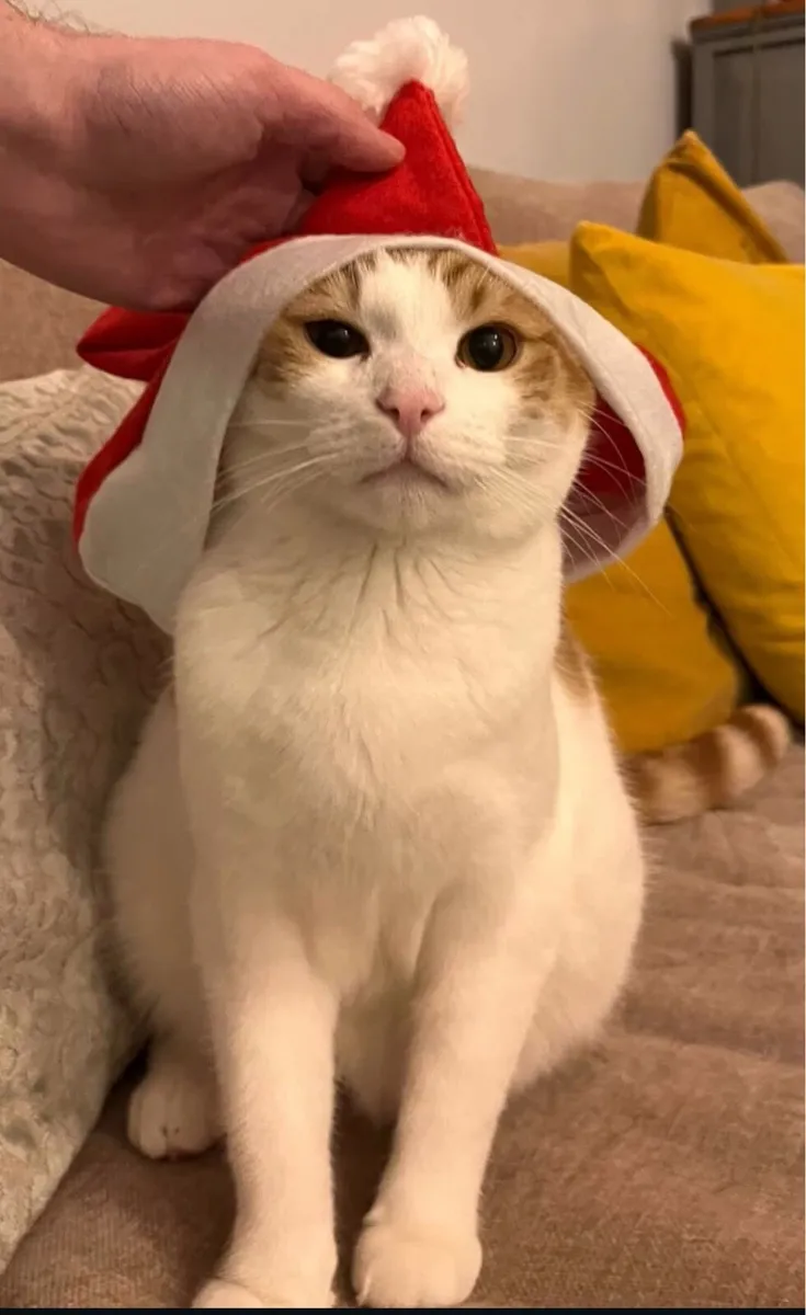 Rehoming Orange Male Cat - Image 1