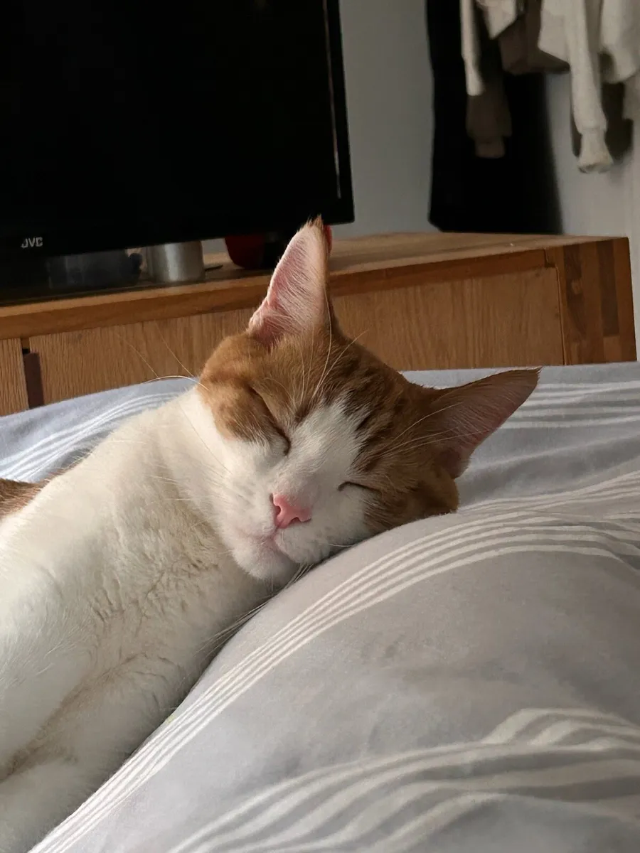 Rehoming Orange Male Cat - Image 2