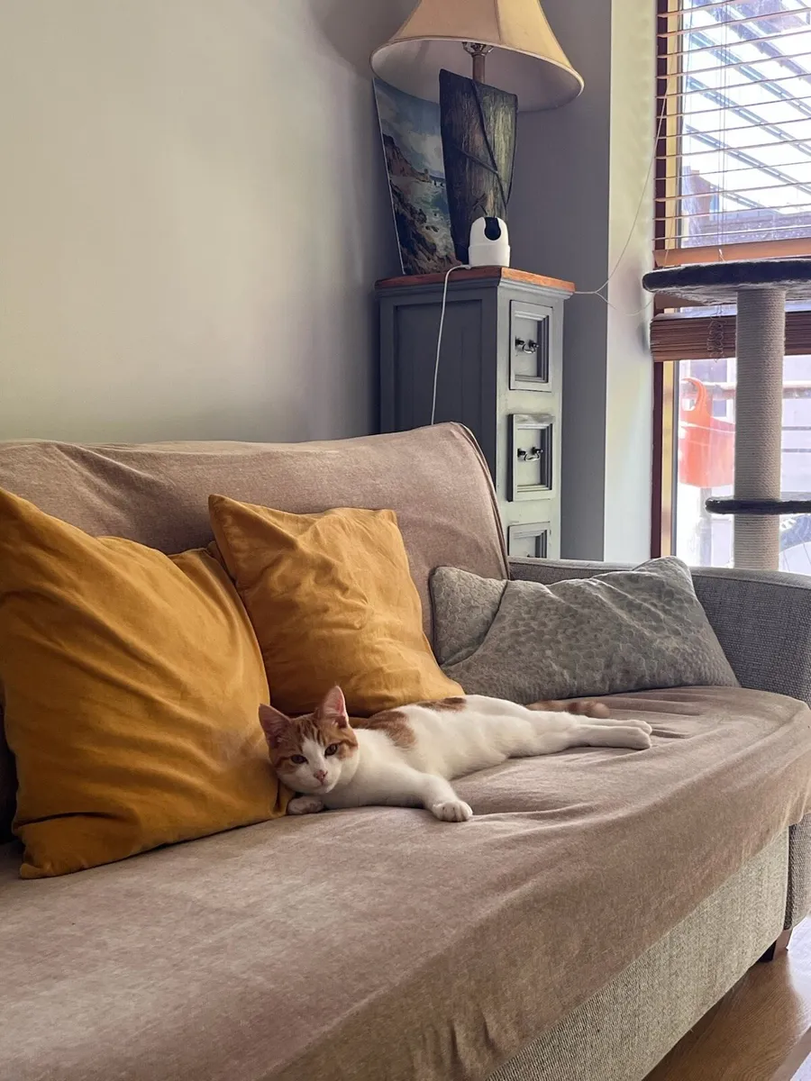 Rehoming Orange Male Cat - Image 4