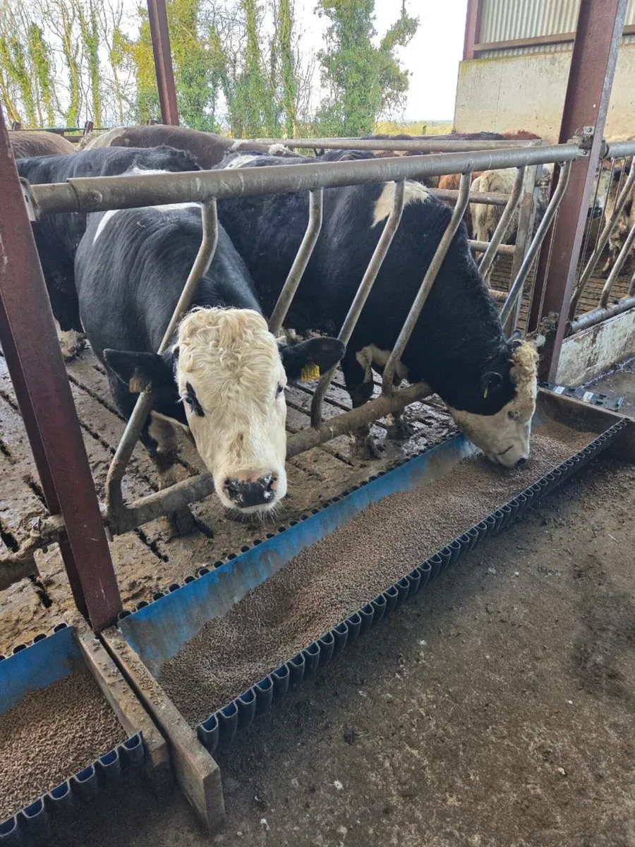 WH & SIM Bulls - Image 2