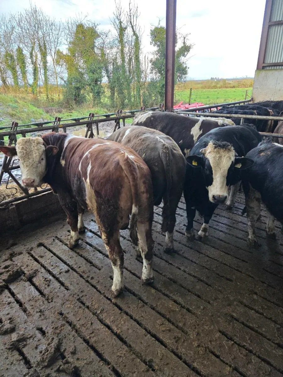 WH & SIM Bulls - Image 3