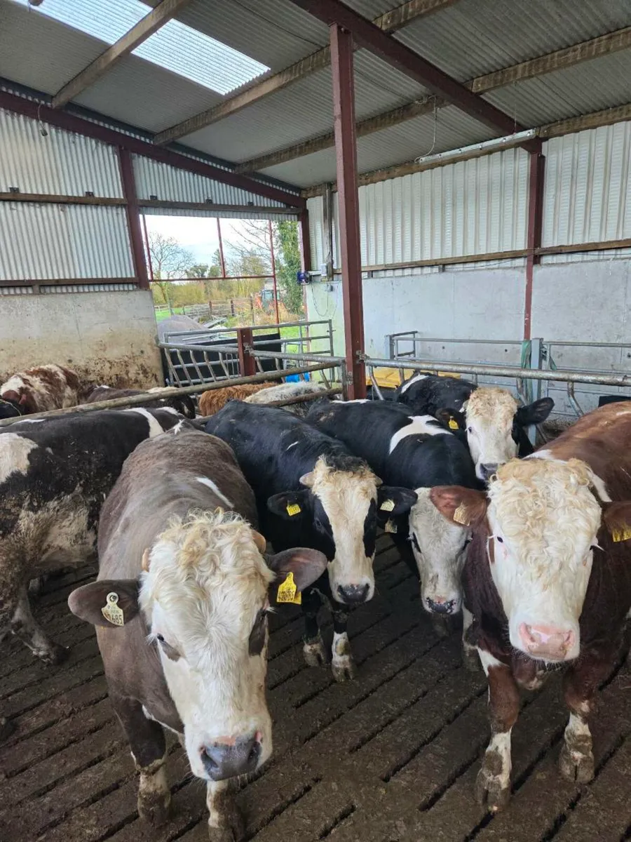 WH & SIM Bulls - Image 4