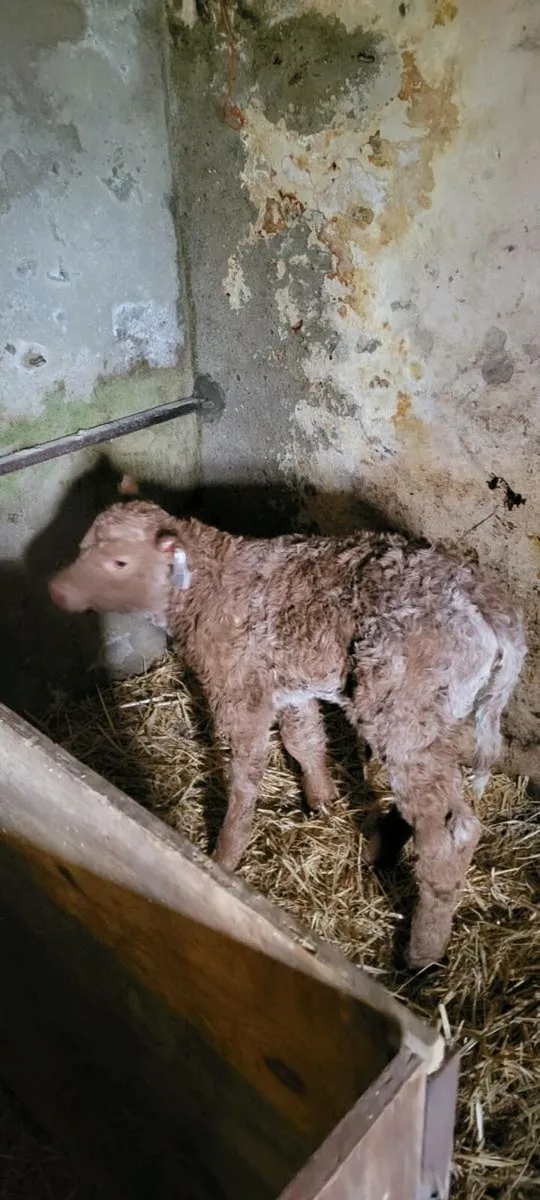 Ch heifer calf - Image 2