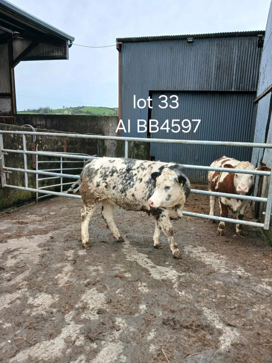 Heifers  for Cootehill  mart 12 - Image 2