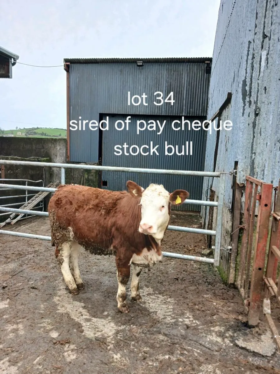 Heifers  for Cootehill  mart 12 - Image 4