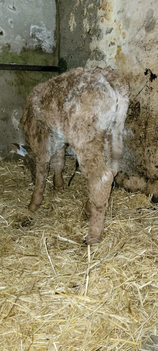 Ch heifer calf - Image 4