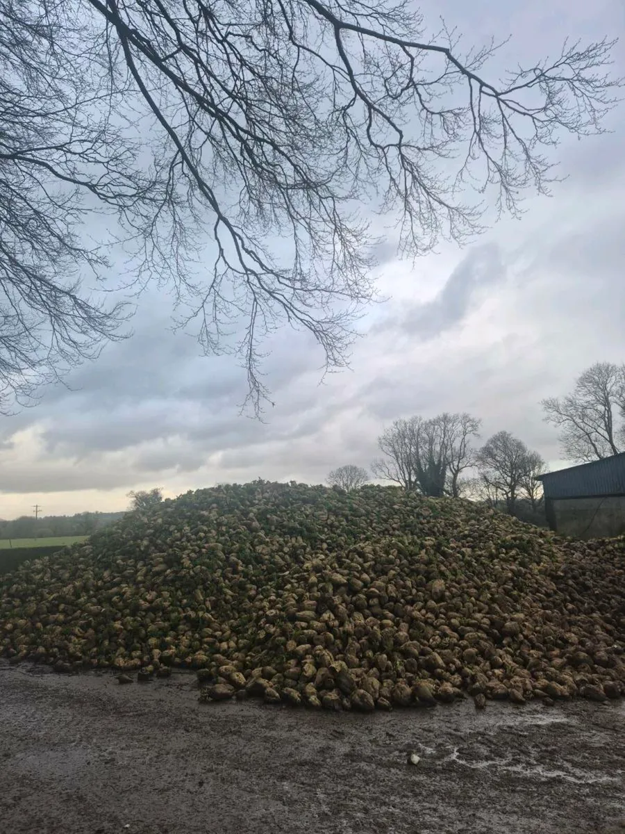 Silage bales and fodder beet - Image 2