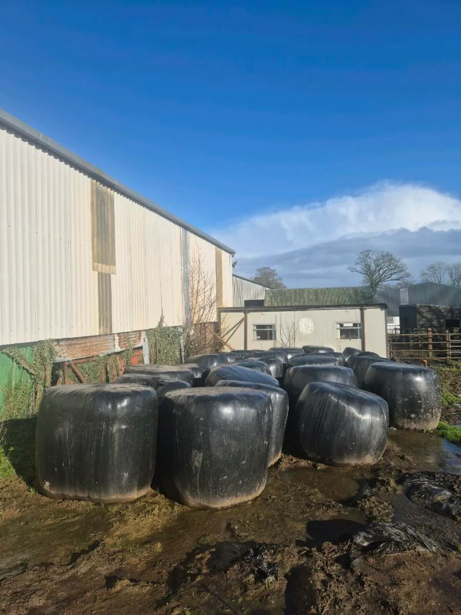 Silage bales and fodder beet - Image 1