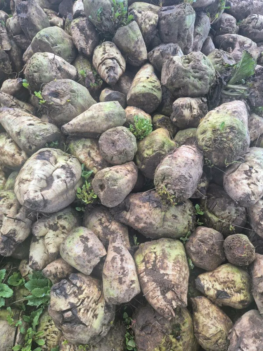 Silage bales and fodder beet - Image 3