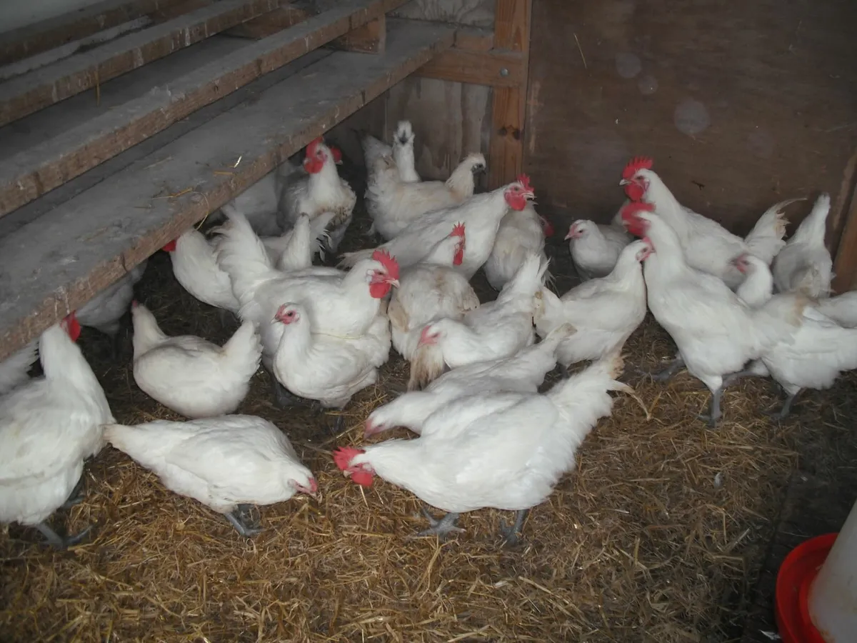 La Bresse Hatching Eggs