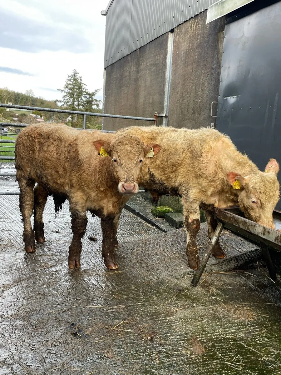 Charolais and limousin bullocks - Image 1