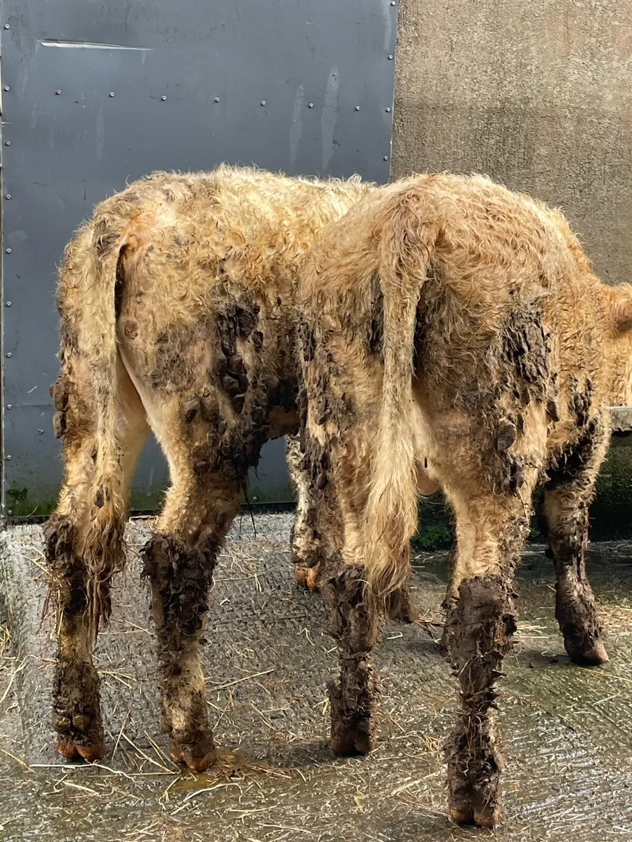 Charolais and limousin bullocks - Image 2