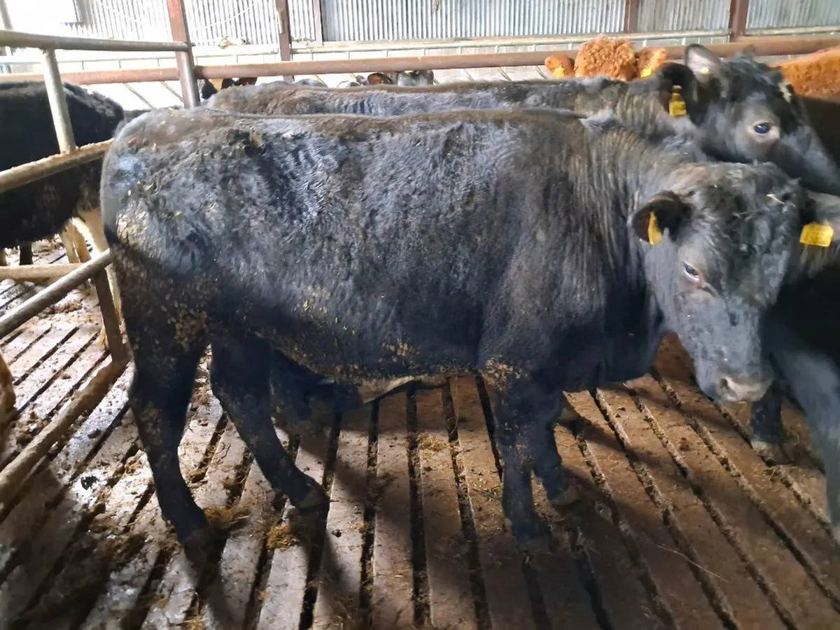 Aa bullocks - Image 1