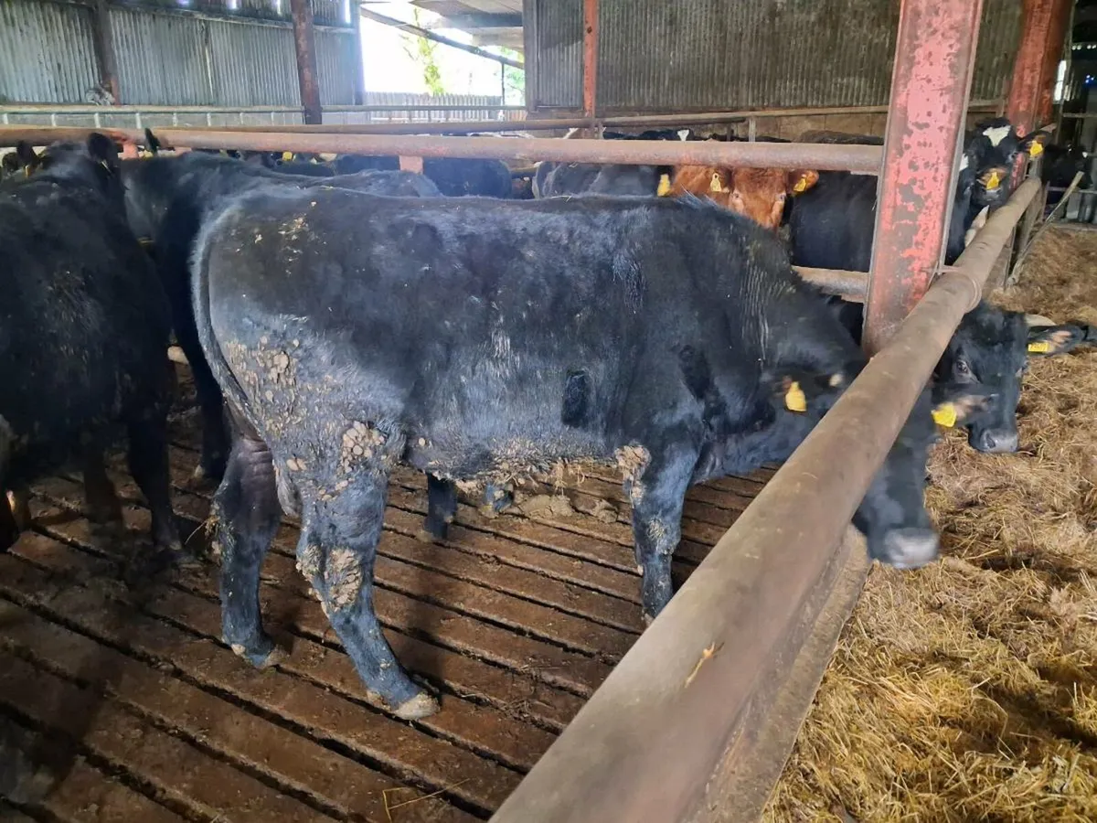 Aa bullocks - Image 2