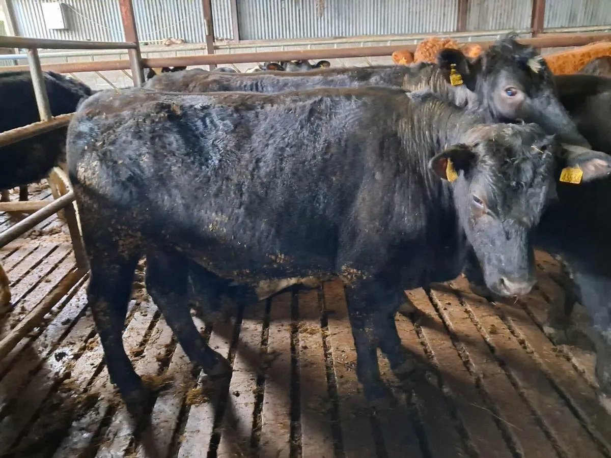 Aa bullocks - Image 4