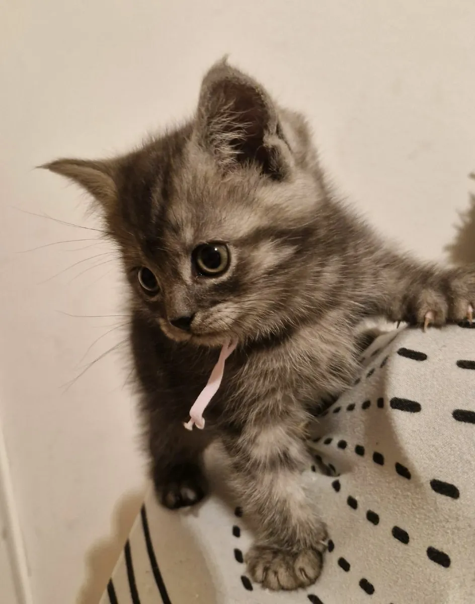 Maine coon Mix Kittens - Image 1