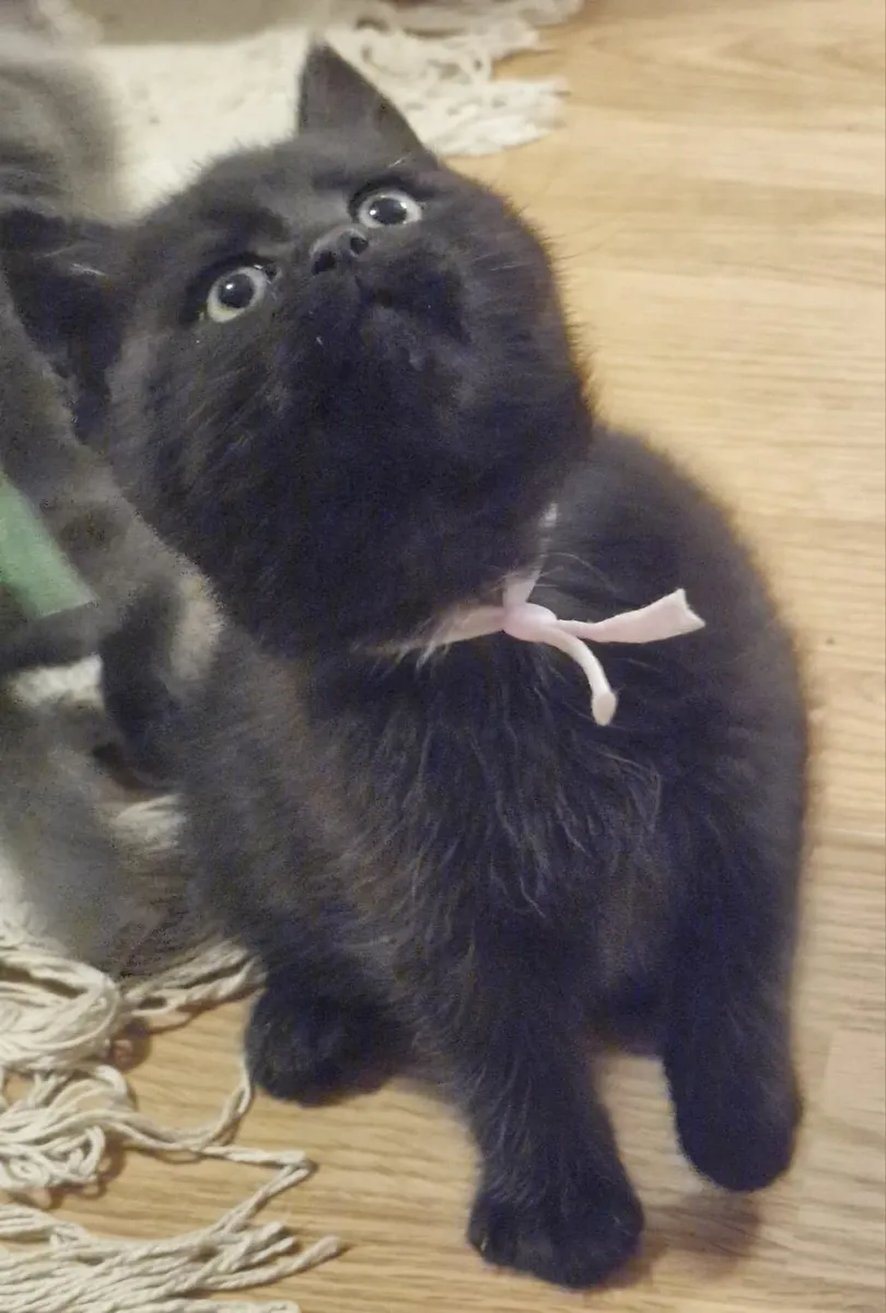 Maine coon Mix Kittens - Image 2