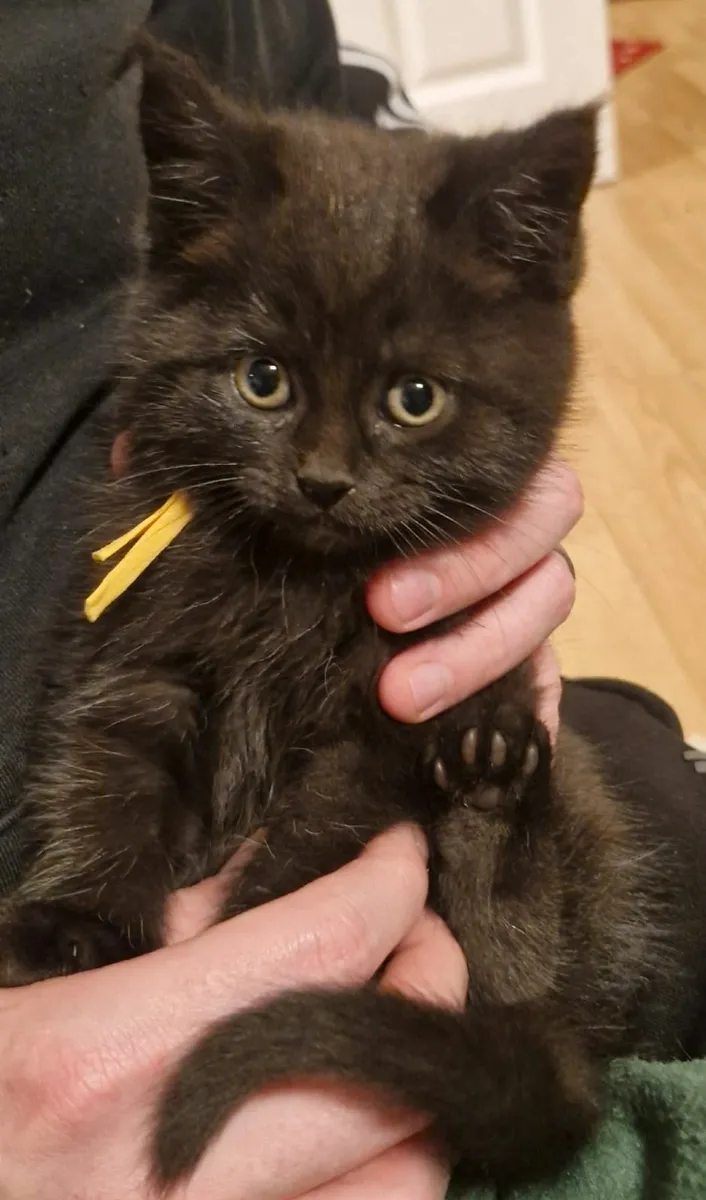 Maine coon Mix Kittens - Image 3