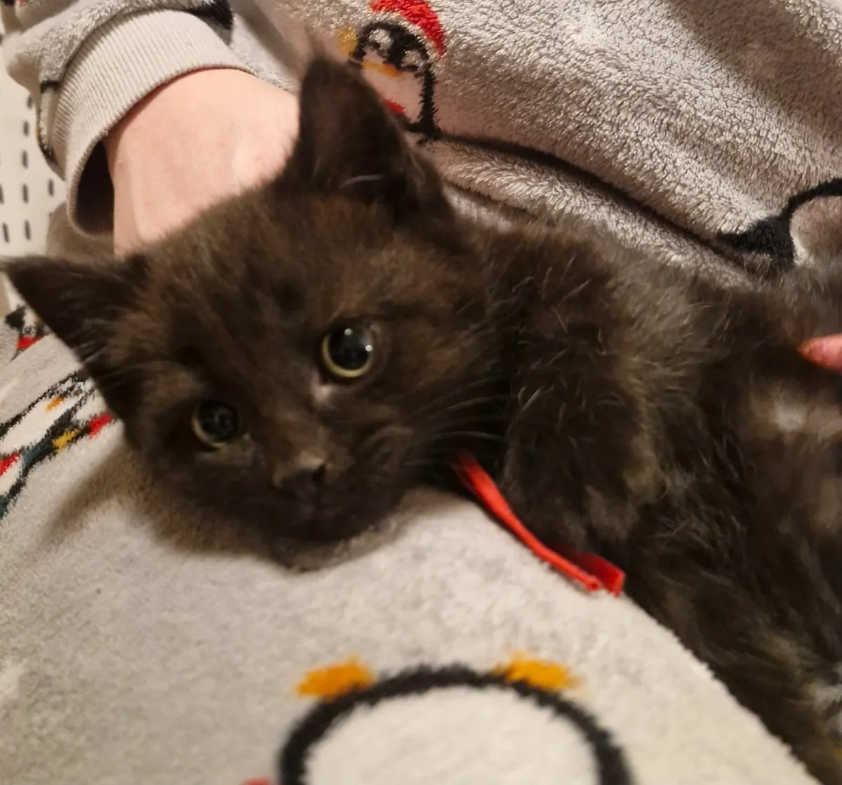 Maine coon Mix Kittens - Image 4