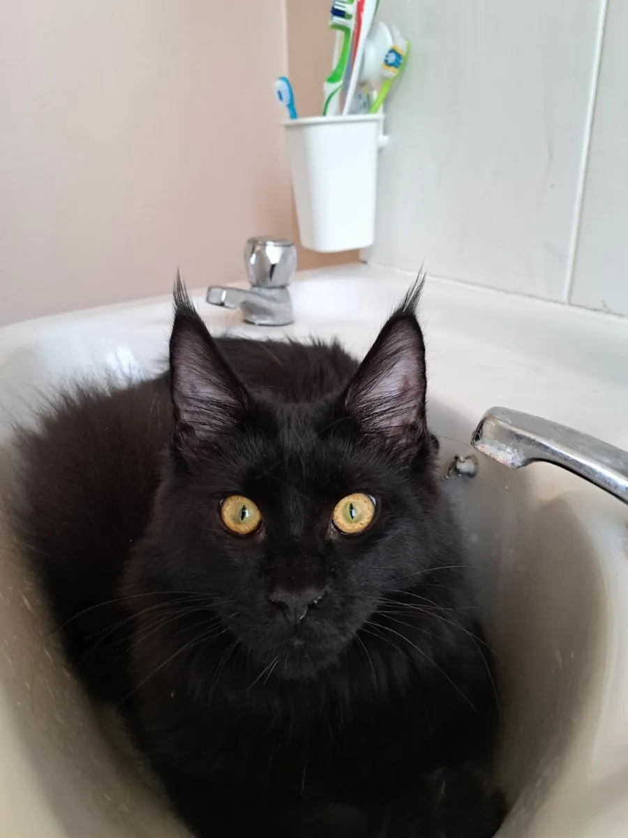 Maine coon Mix Kittens (All kittens are reserved) - Image 2