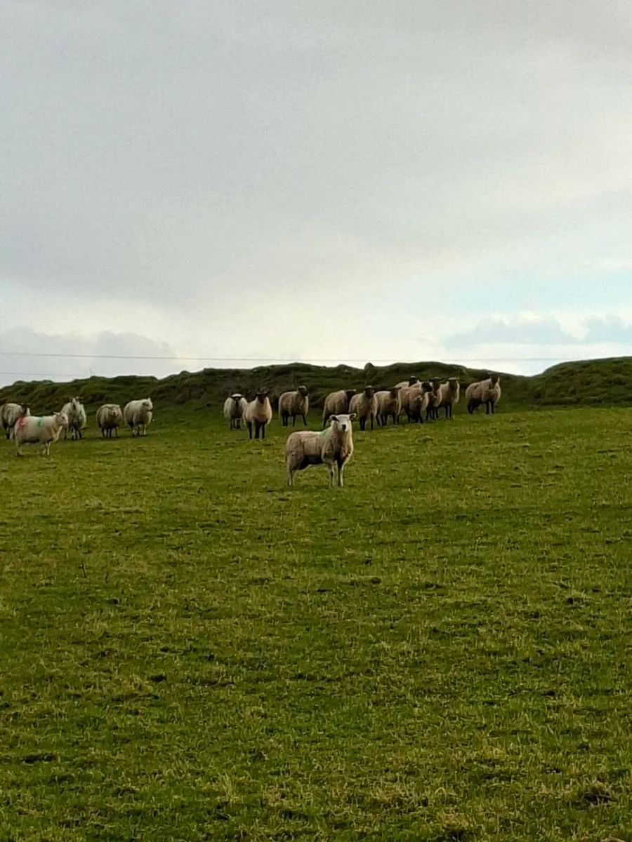 Crossbred ewe lambs - Image 1