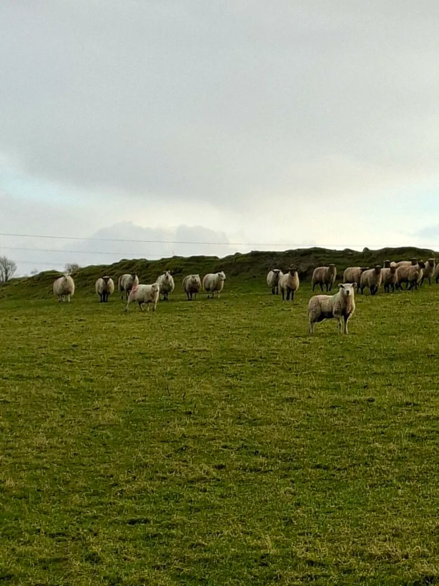 Crossbred ewe lambs - Image 2