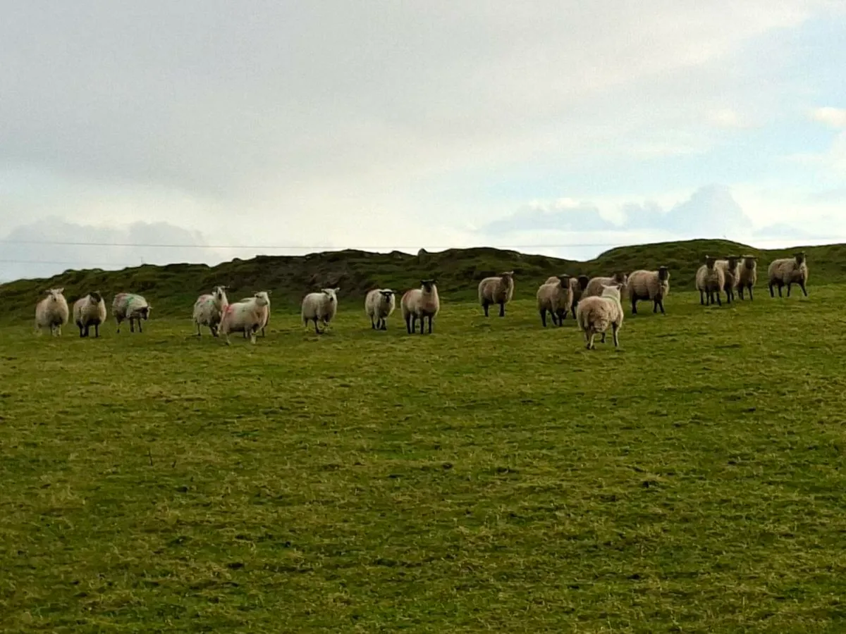 Crossbred ewe lambs - Image 3
