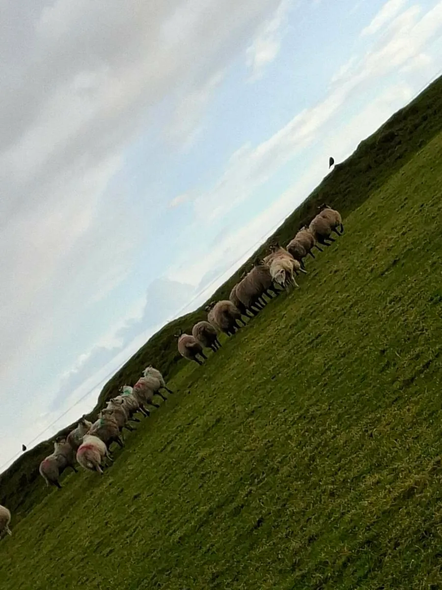 Crossbred ewe lambs - Image 4