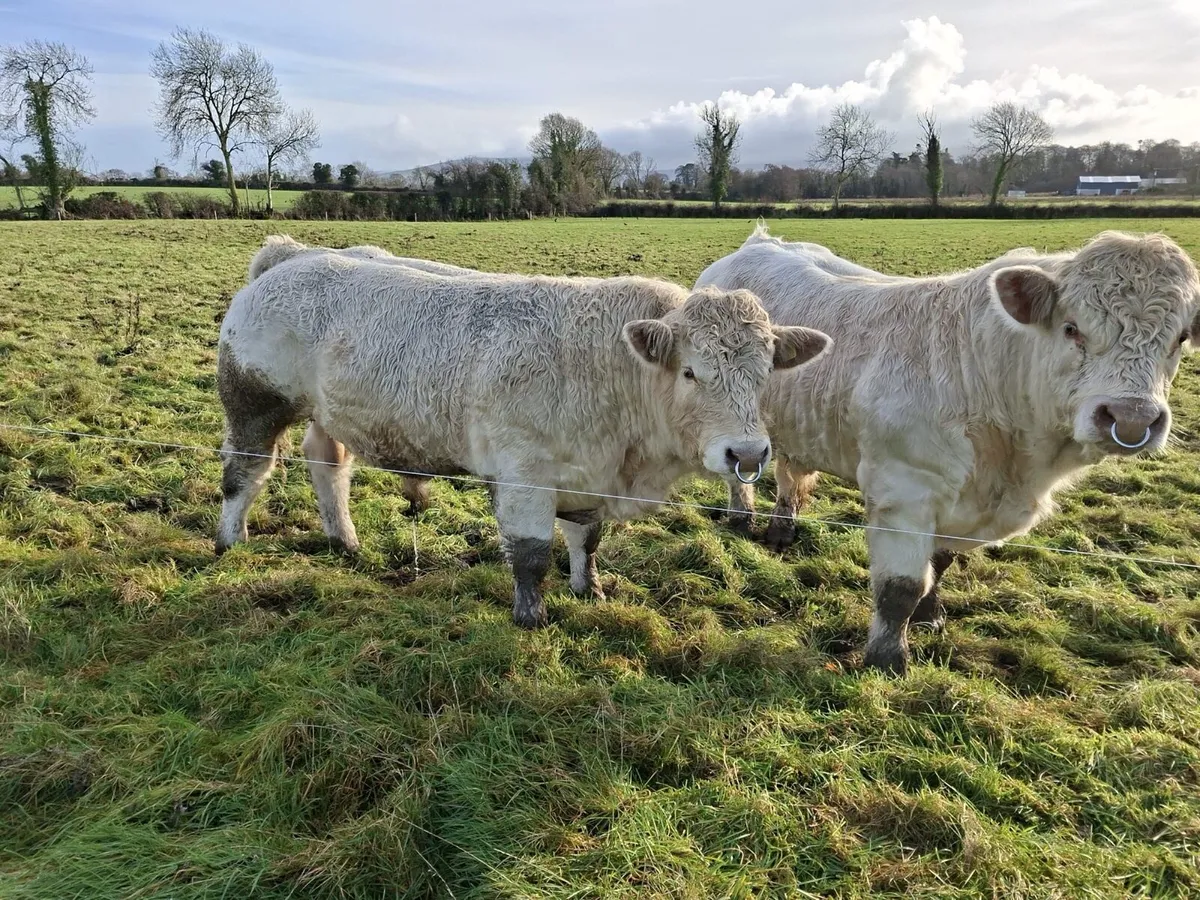 Pedigree charolais bulls - Image 1