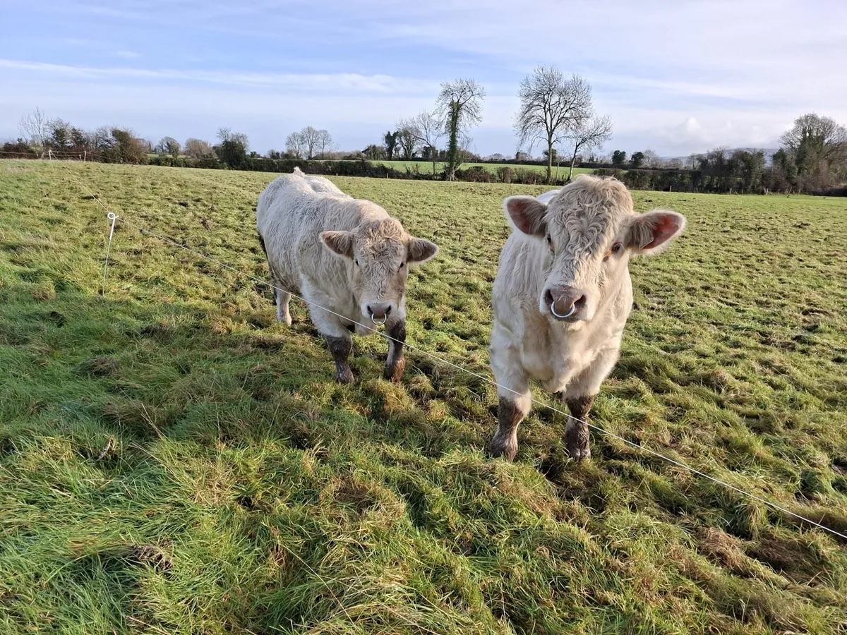 Pedigree charolais bulls - Image 4