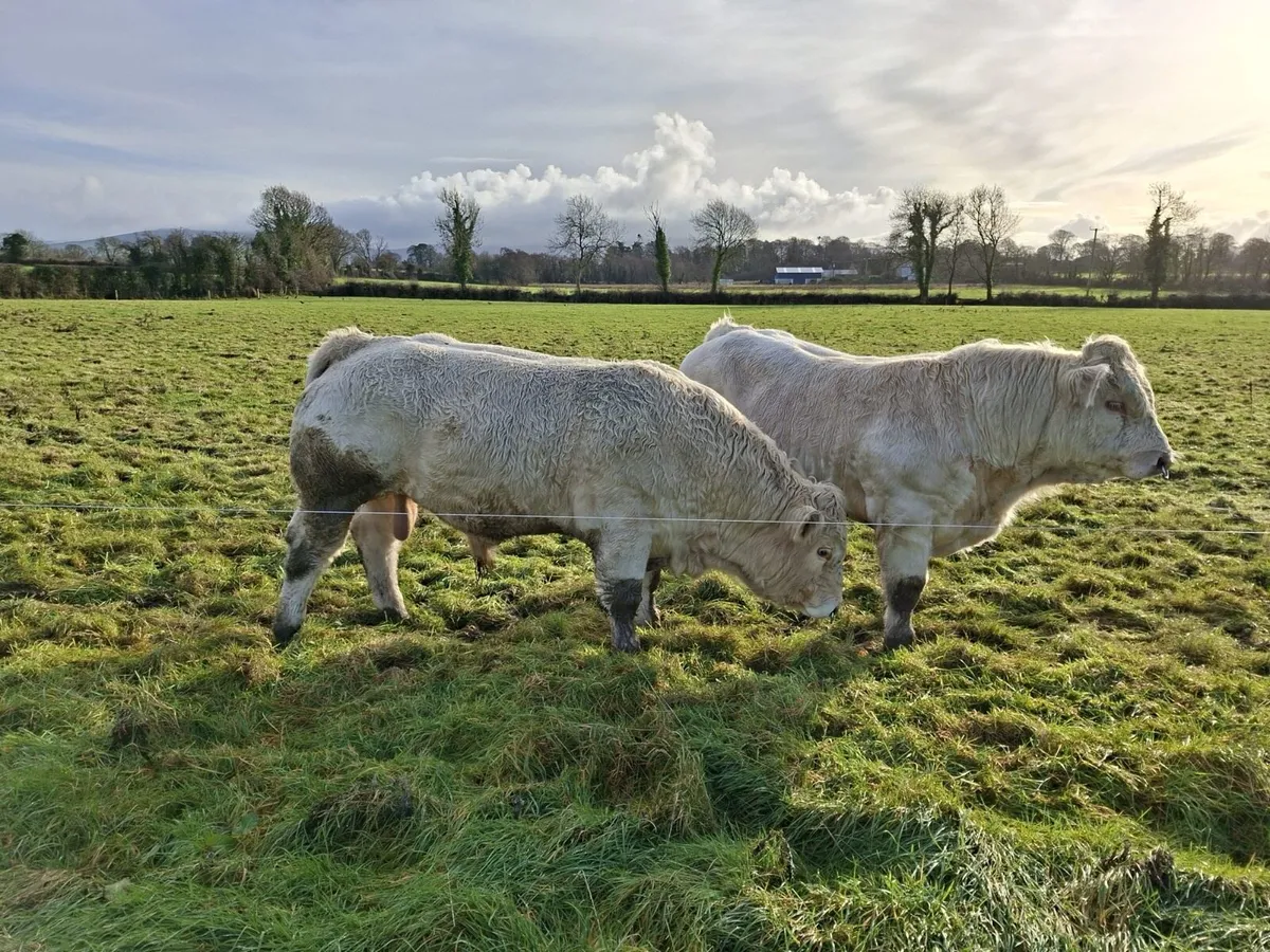 Pedigree charolais bulls - Image 2