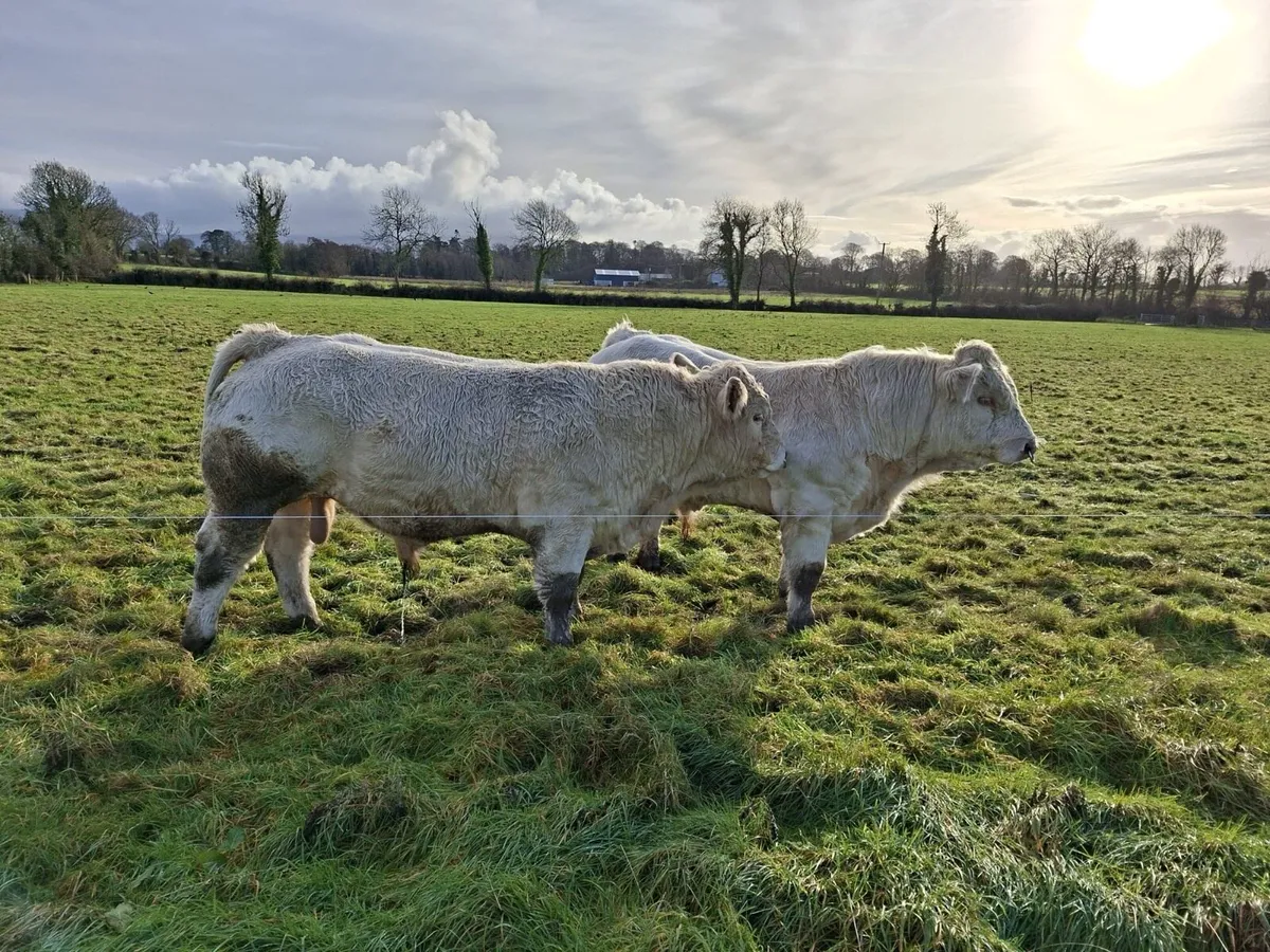 Pedigree charolais bulls - Image 3