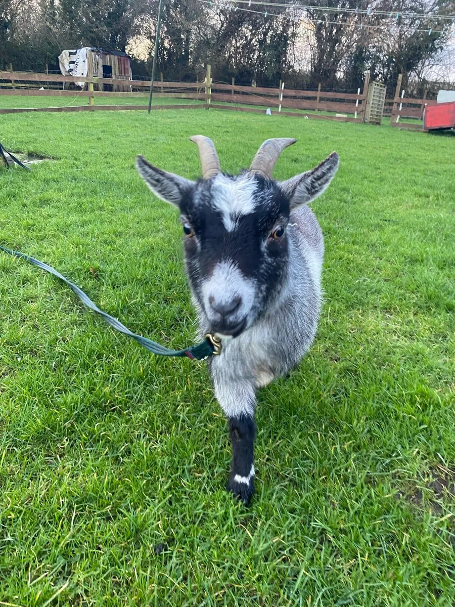 Female Pygmy goat - Image 1