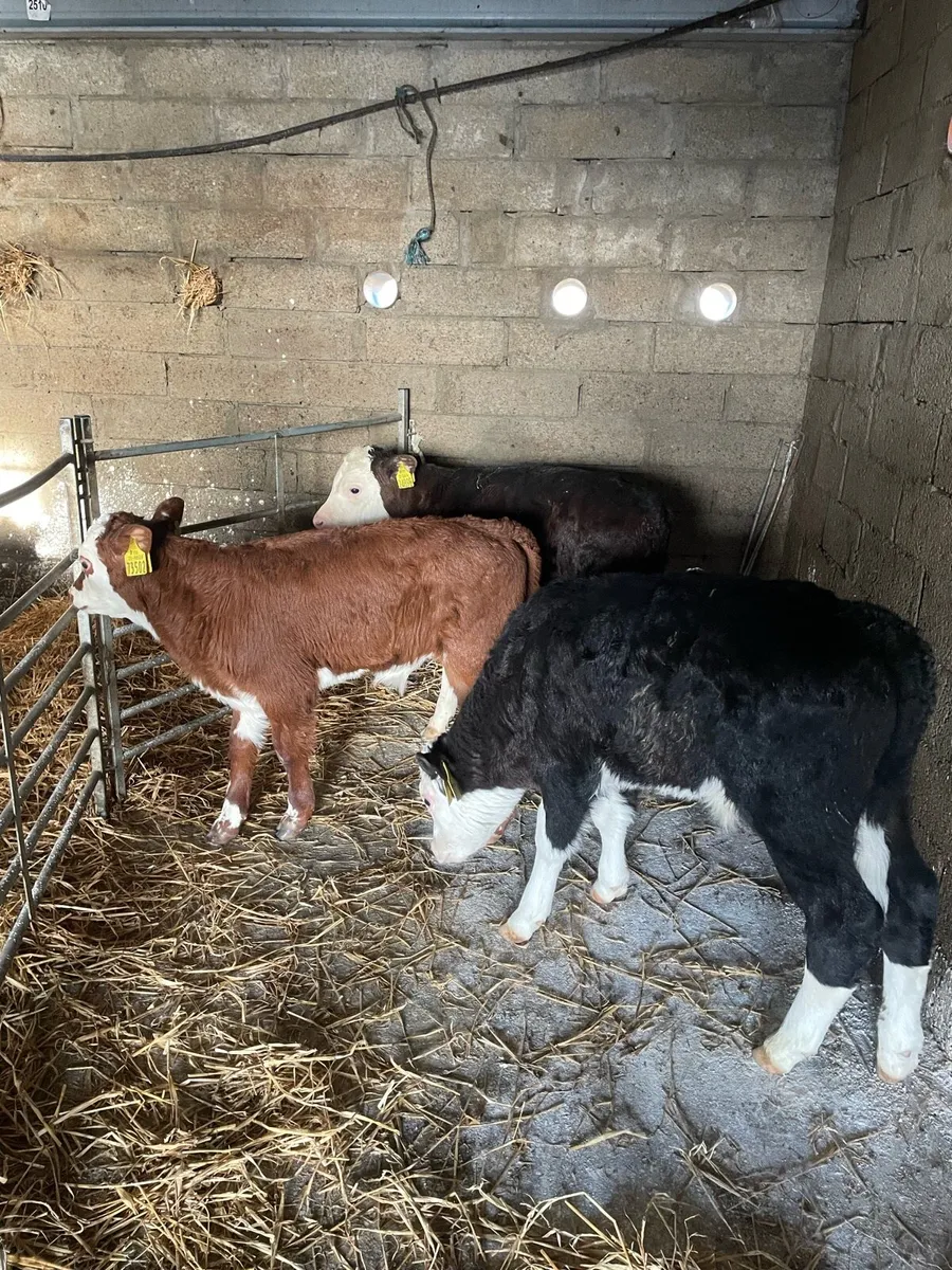 3 bull calves - Image 1