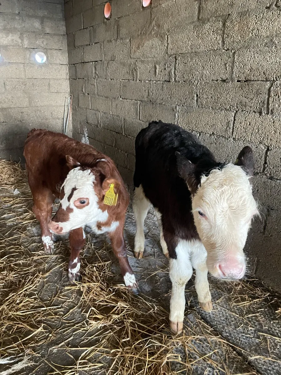 3 bull calves - Image 2