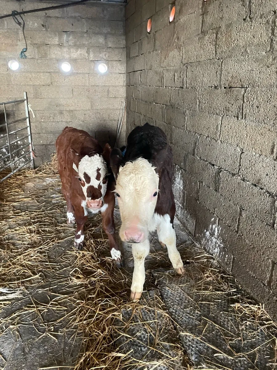 3 bull calves - Image 3