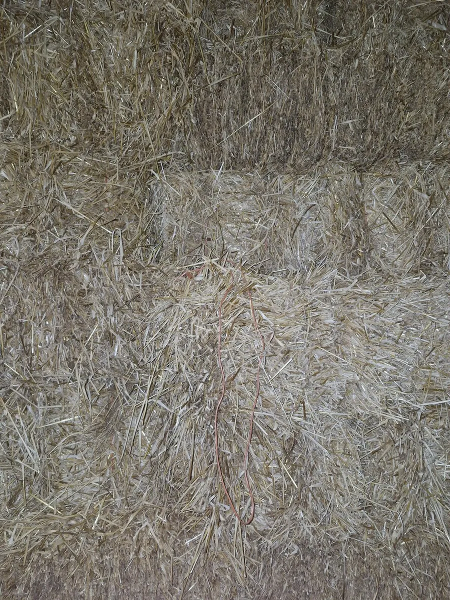 Hay and straw - Image 3