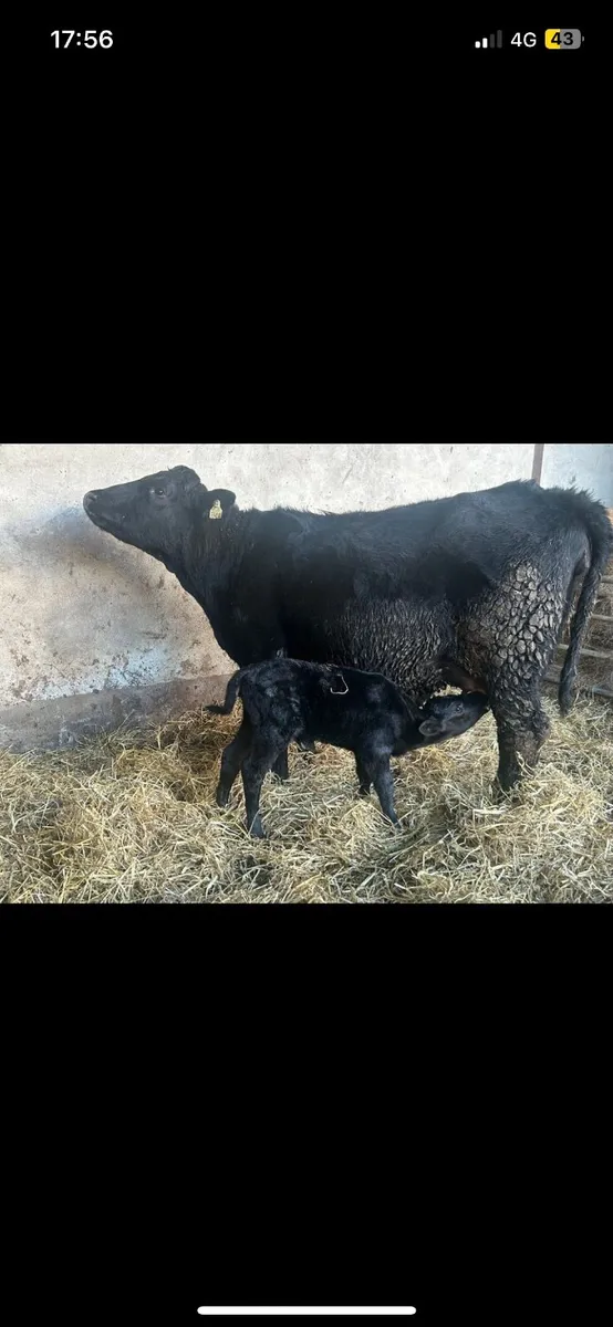 5 star calved suckler - Image 3