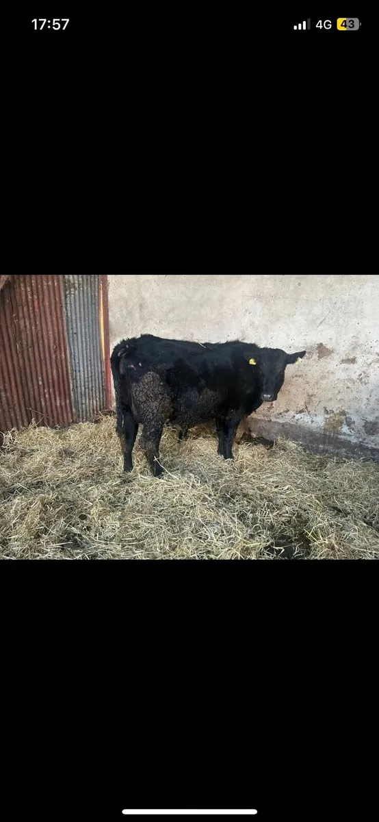 5 star calved suckler - Image 4